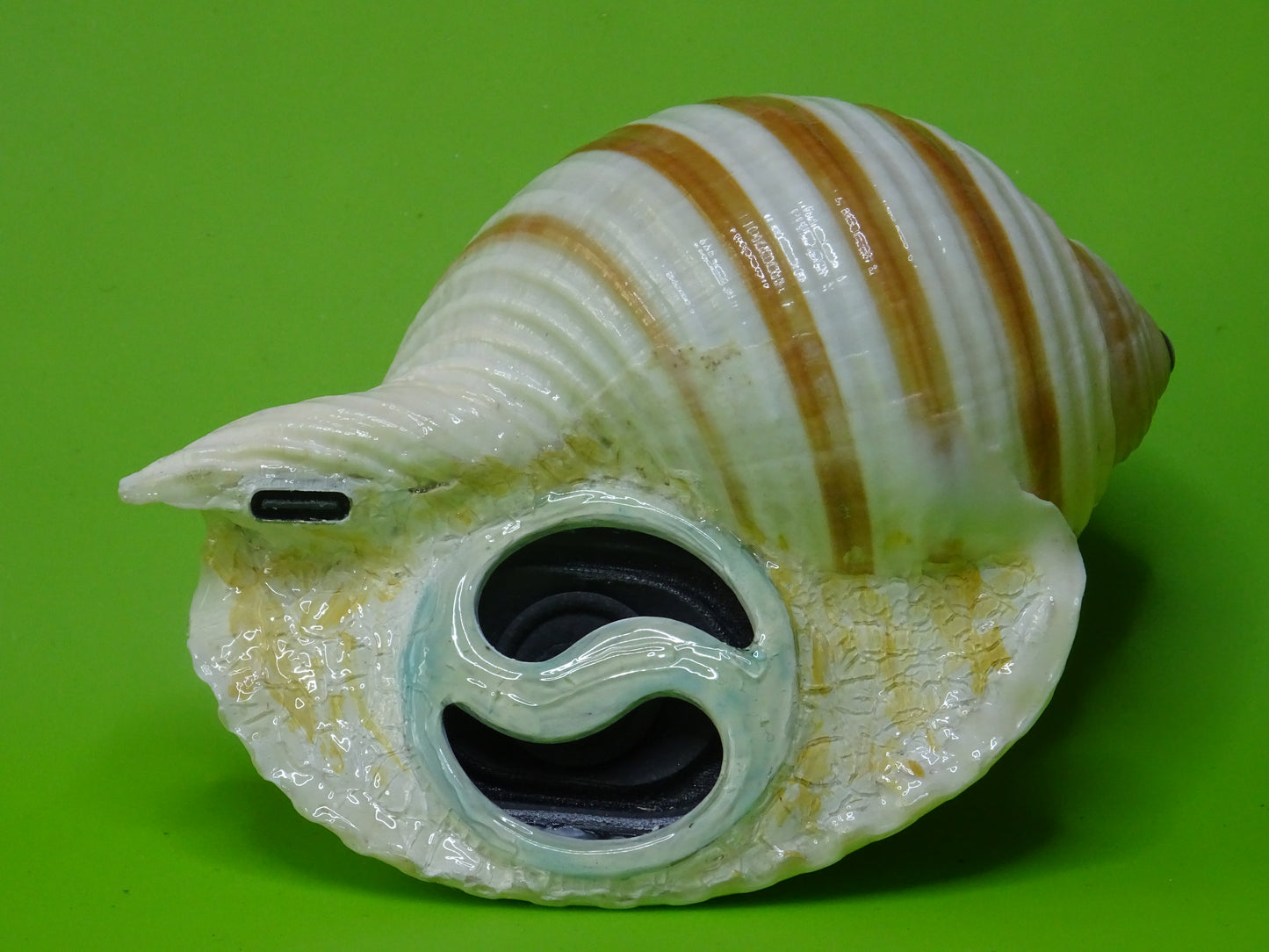 Conchiglia sonora a strisce