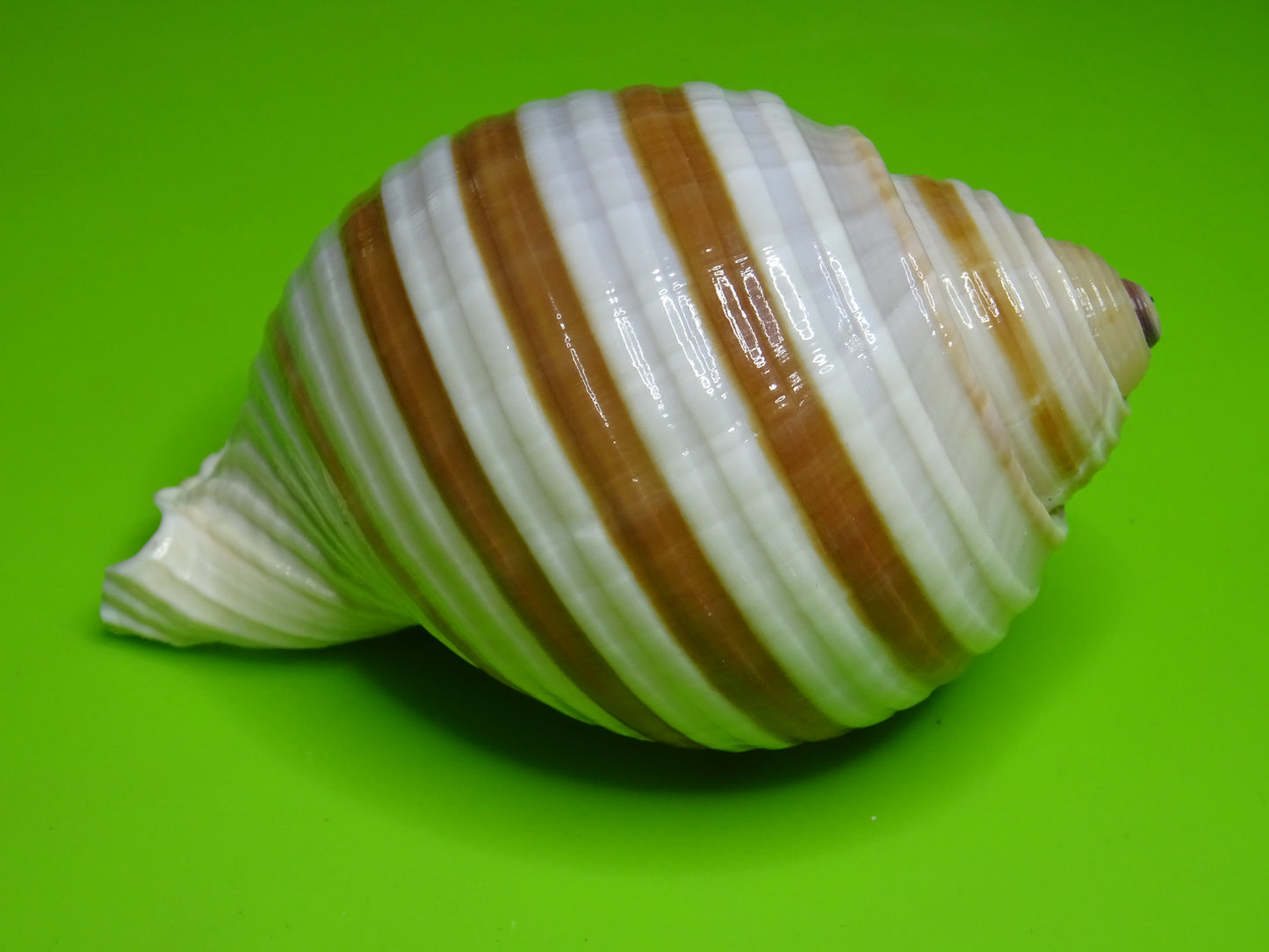Conchiglia sonora a strisce