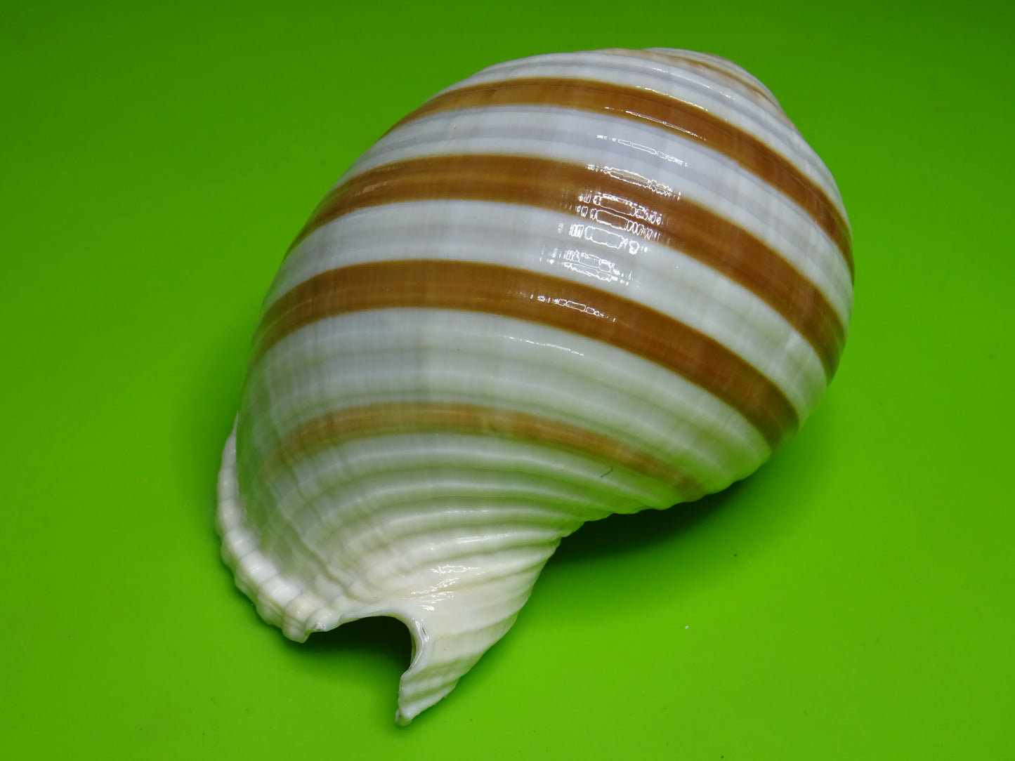 Conchiglia sonora a strisce