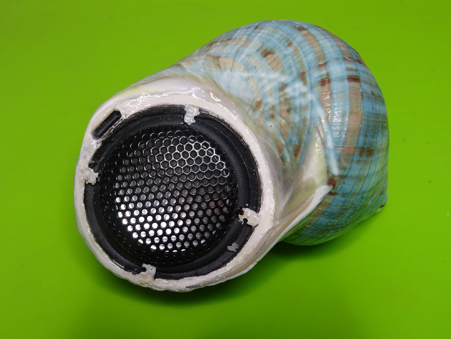Conchiglia sonora liscia G2