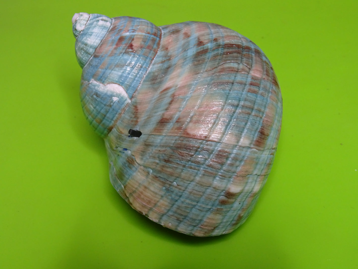 Conchiglia sonora liscia G2