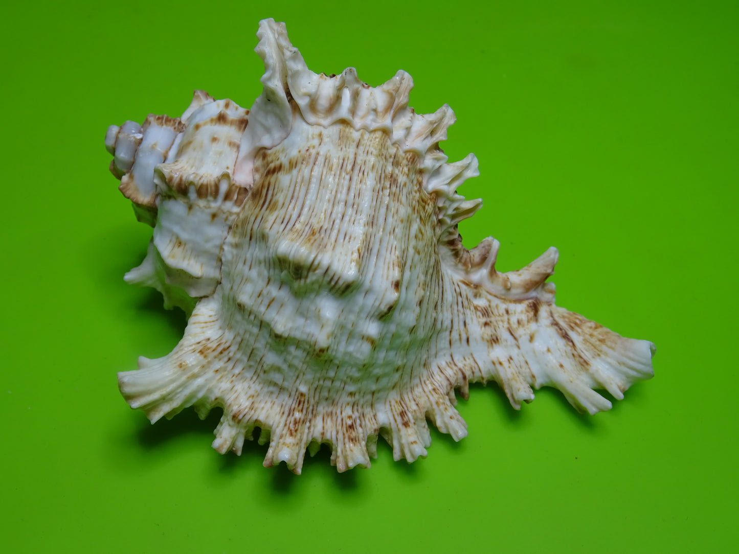 Conchiglia sonora Mille Mani