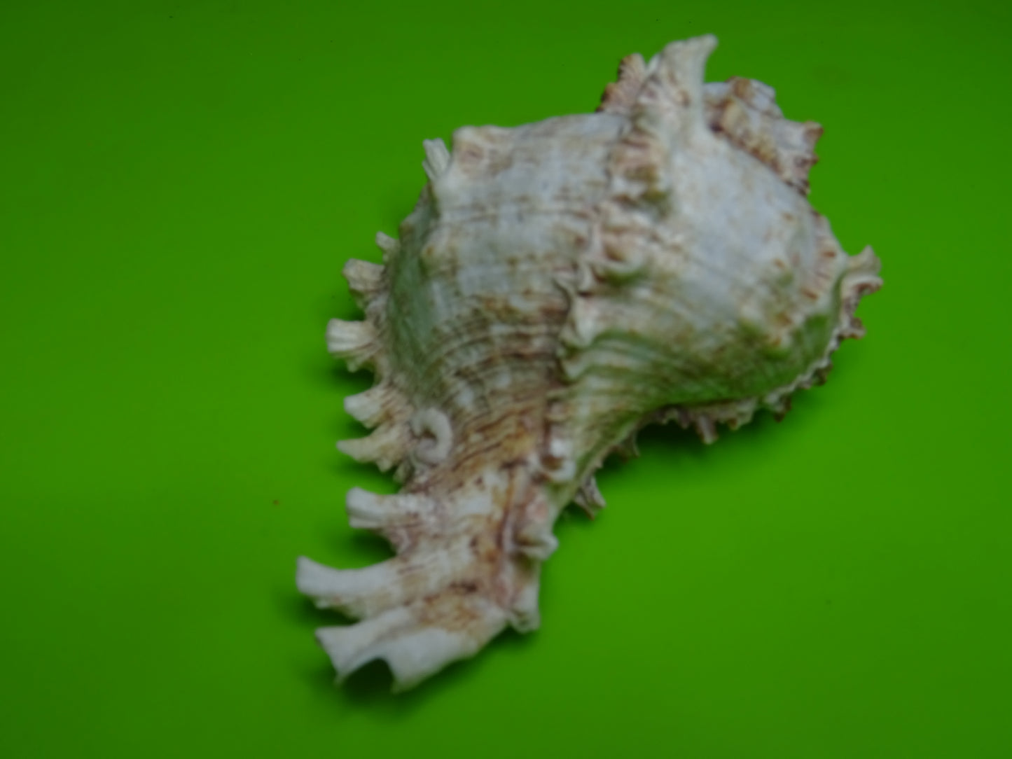Conchiglia sonora Mille Mani
