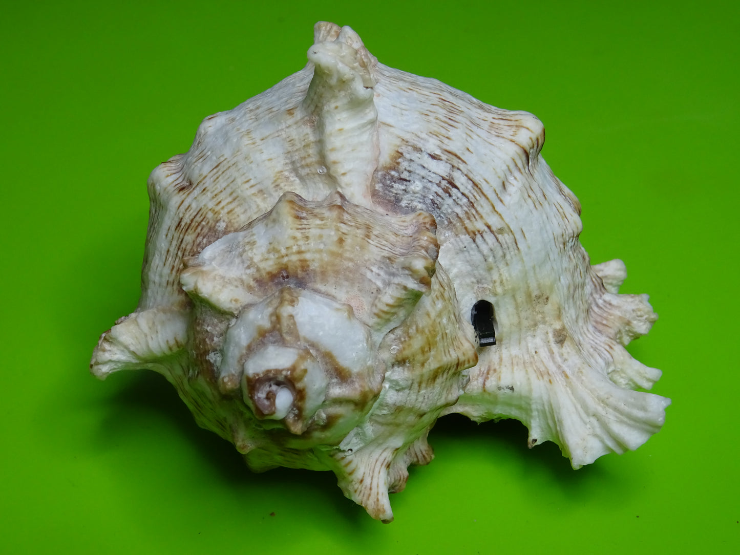 Conchiglia sonora Mille Mani