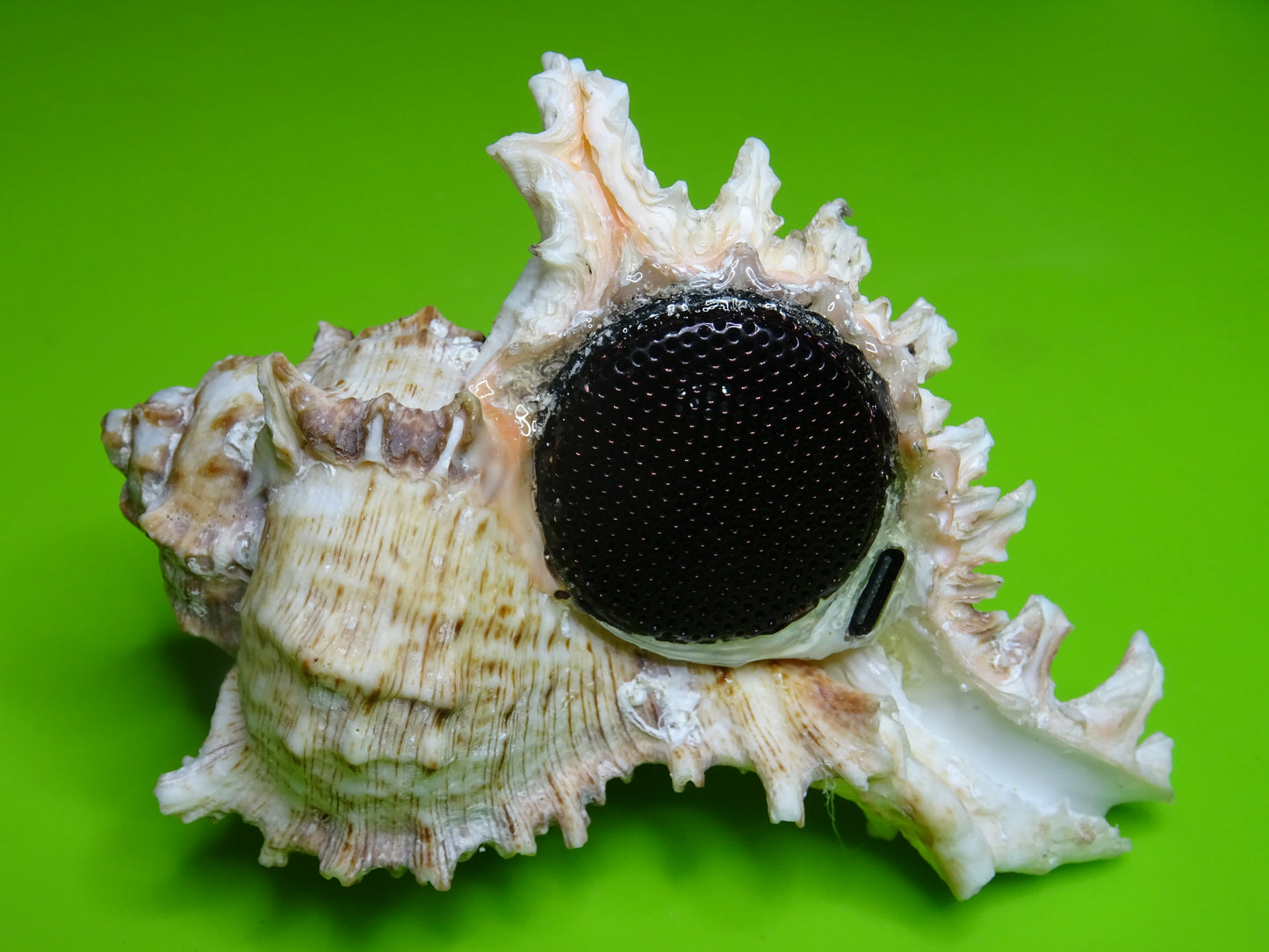 Conchiglia sonora Mille Mani