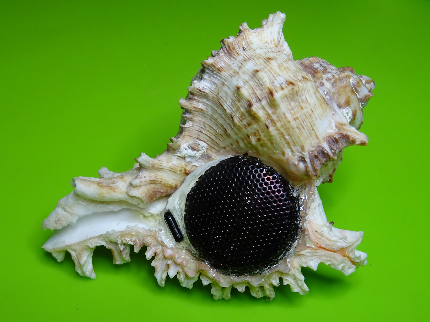 Conchiglia sonora Mille Mani