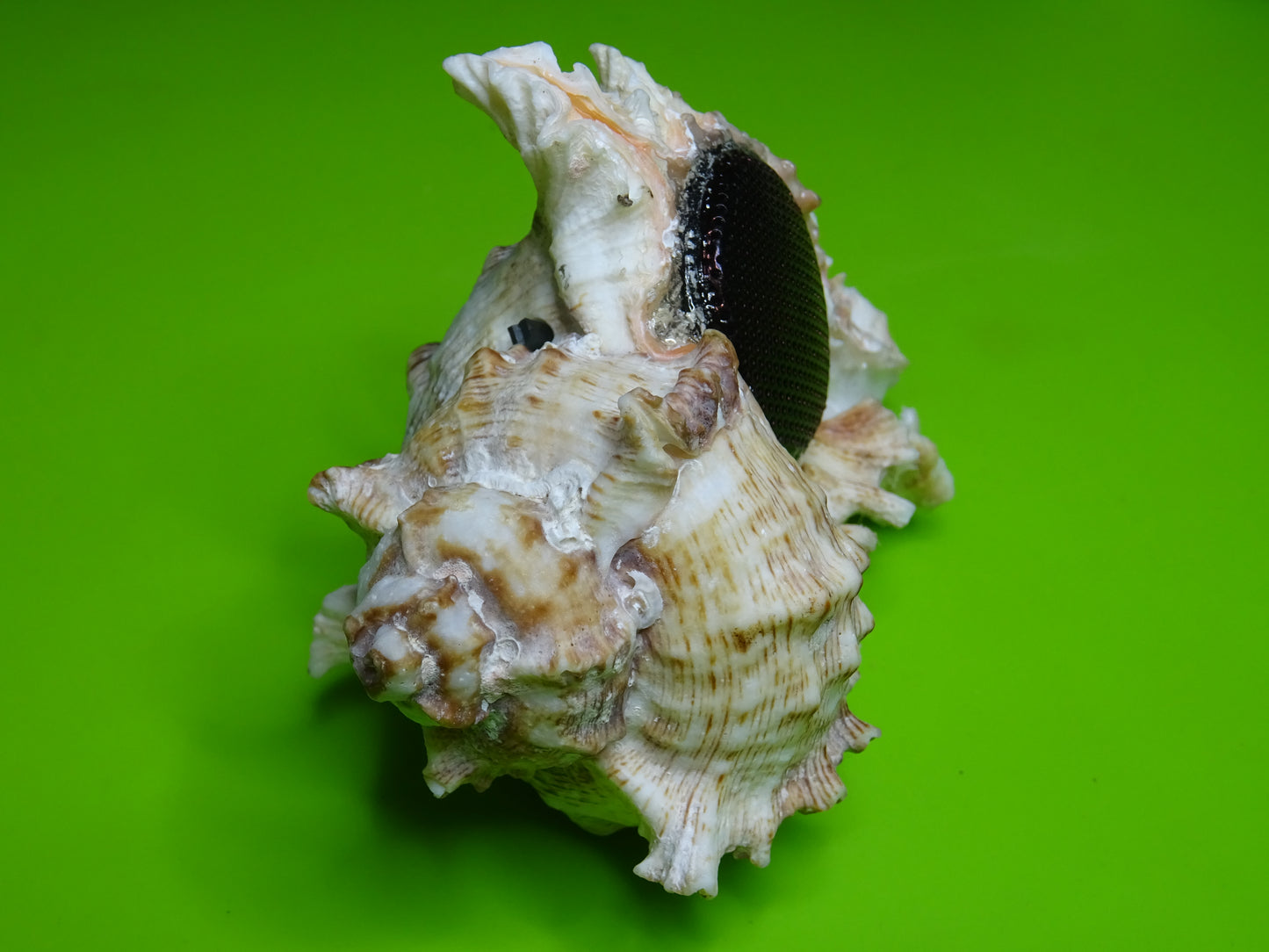 Conchiglia sonora Mille Mani