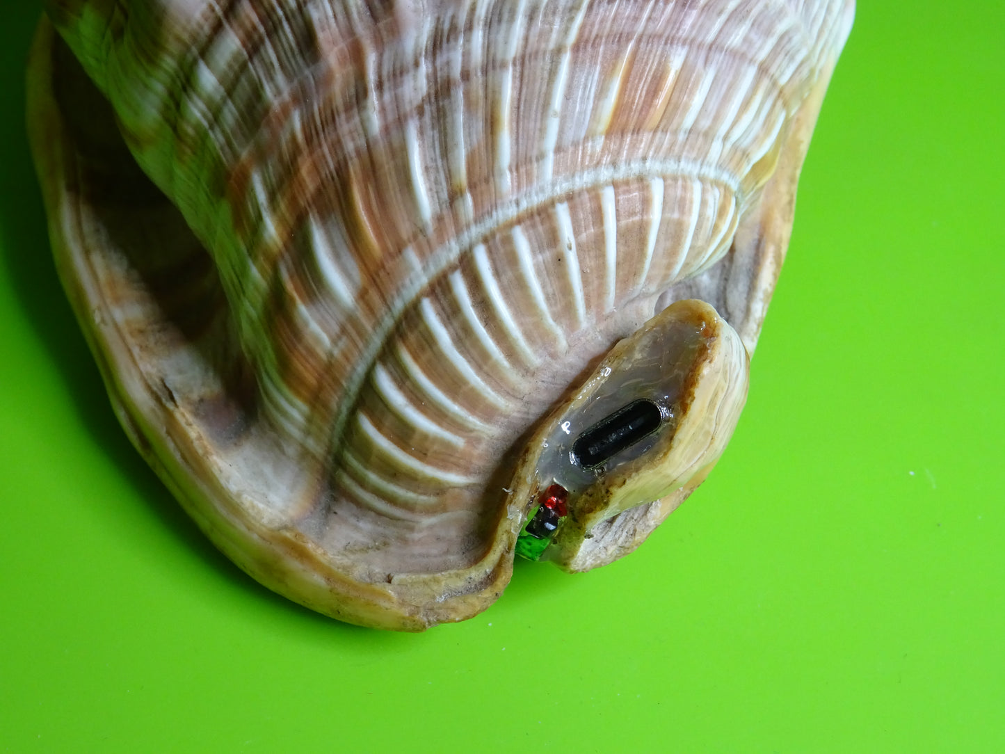 Conchiglia sonora Rhino