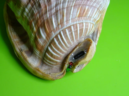 Conchiglia sonora Rhino