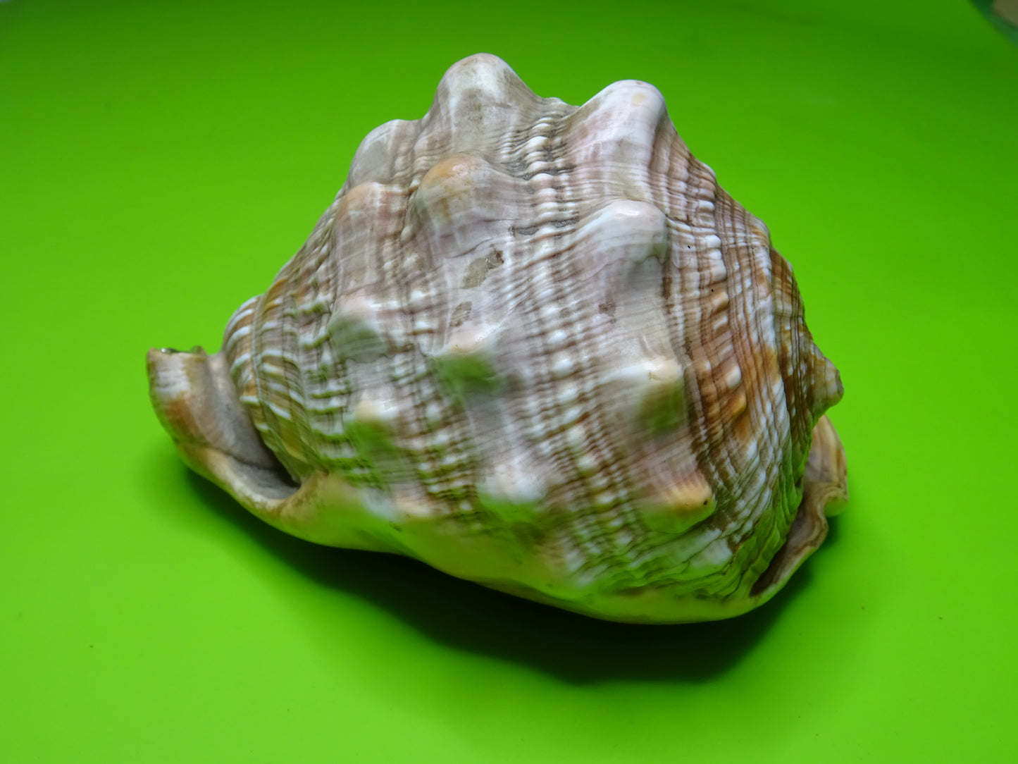 Conchiglia sonora Rhino