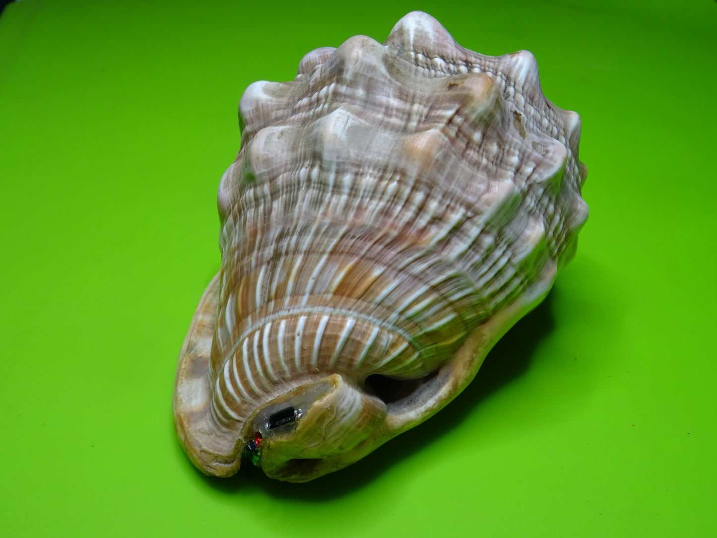 Conchiglia sonora Rhino