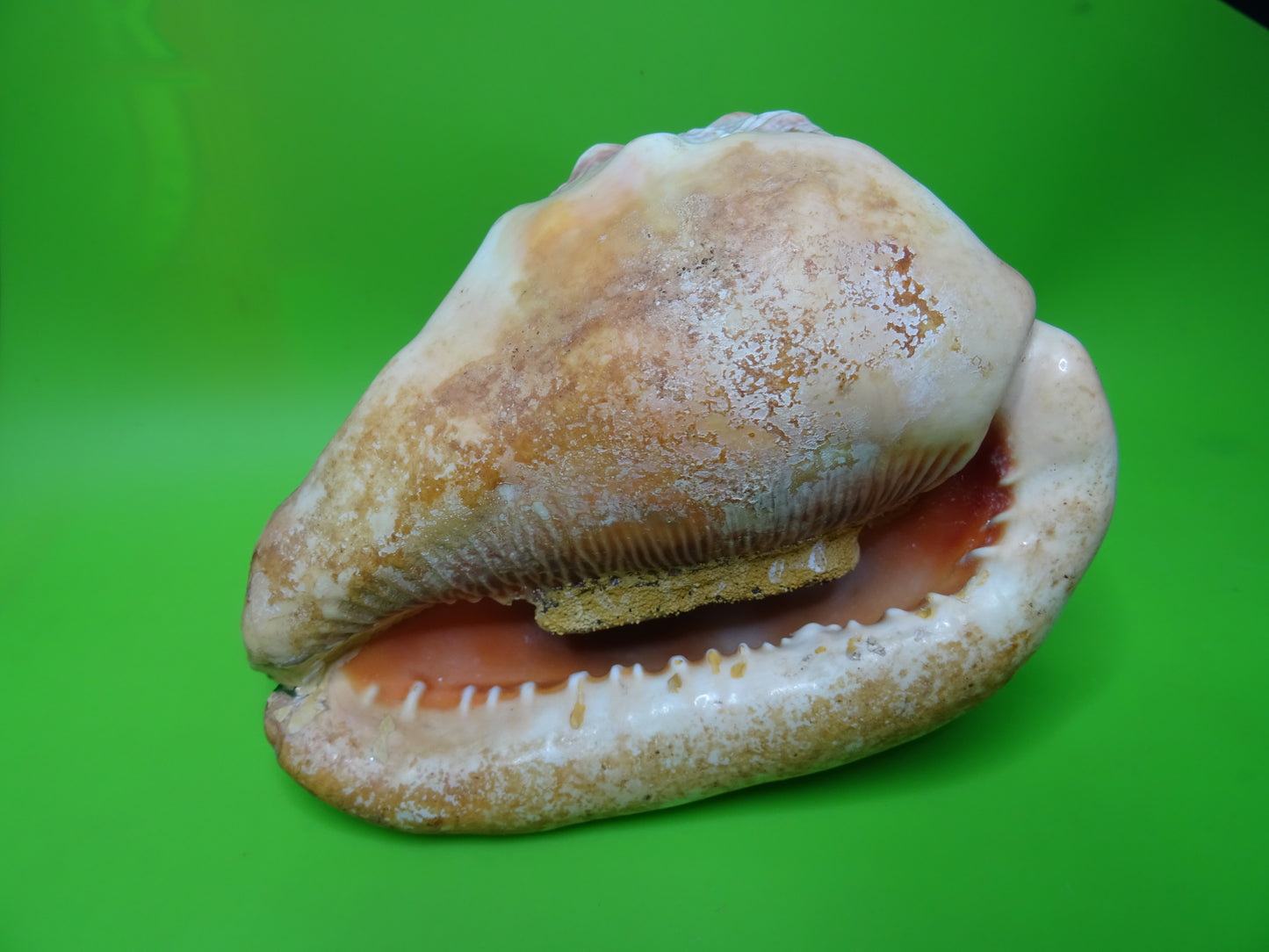 Conchiglia sonora Rhino