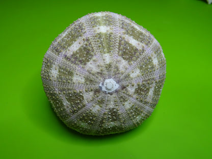 Guscio di conchiglia Riccio di mare