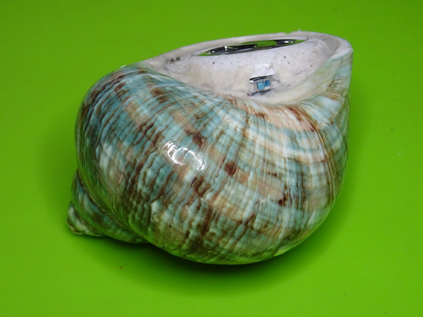Conchiglia sonora liscia G3