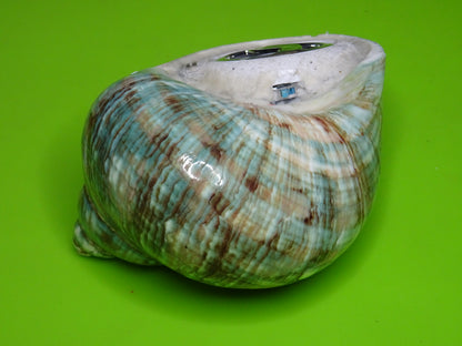 Conchiglia sonora liscia G3