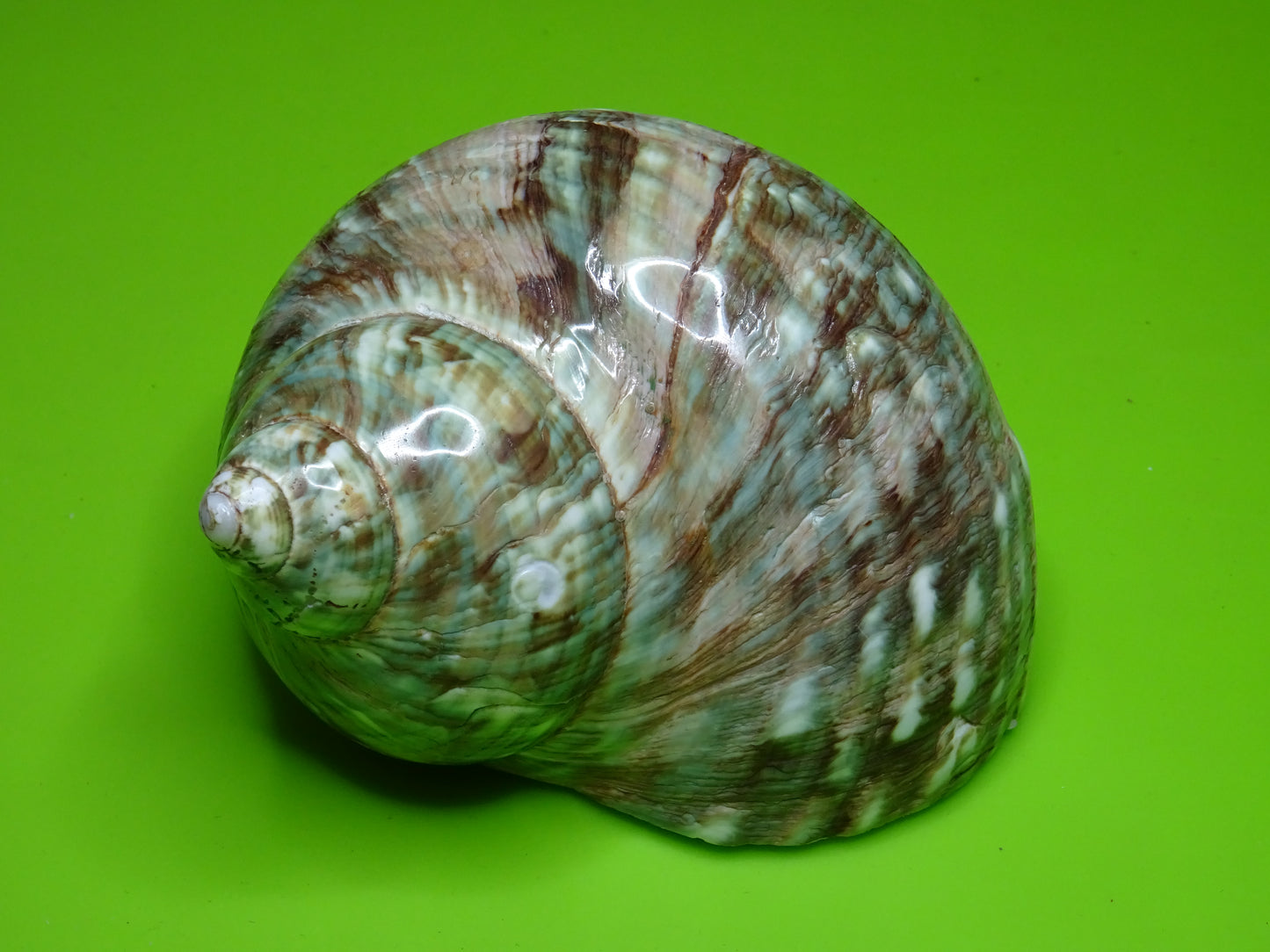 Conchiglia sonora liscia G3