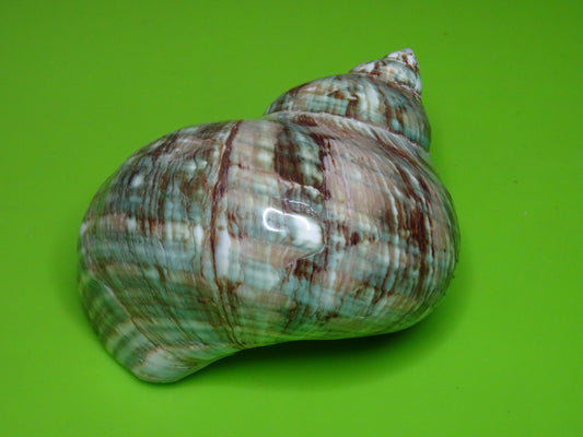 Conchiglia sonora liscia G3