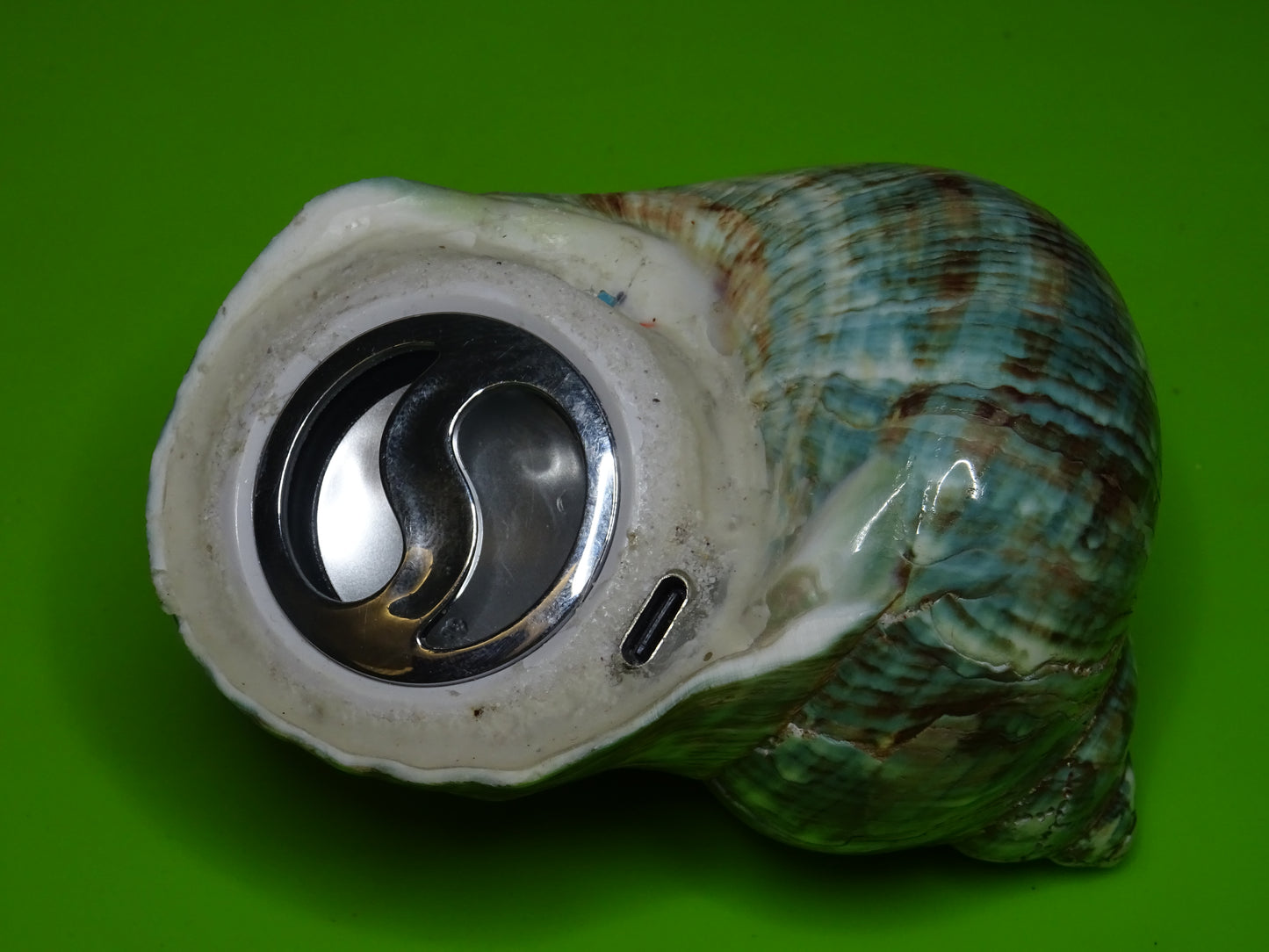 Conchiglia sonora liscia G3