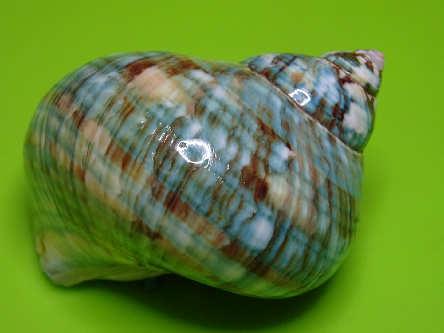 Conchiglia sonora liscia G1