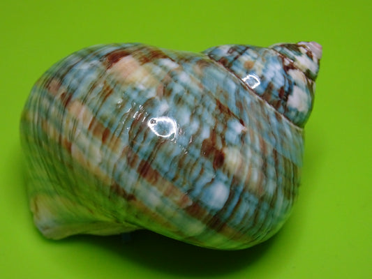 Conchiglia sonora liscia G1