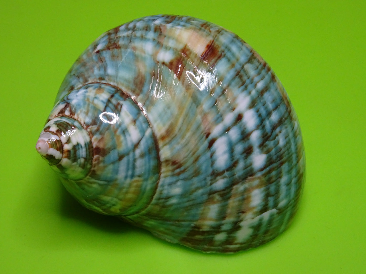 Conchiglia sonora liscia G1