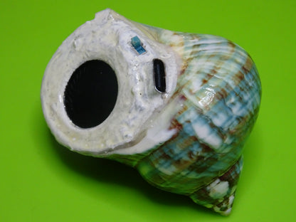 Conchiglia sonora liscia G1