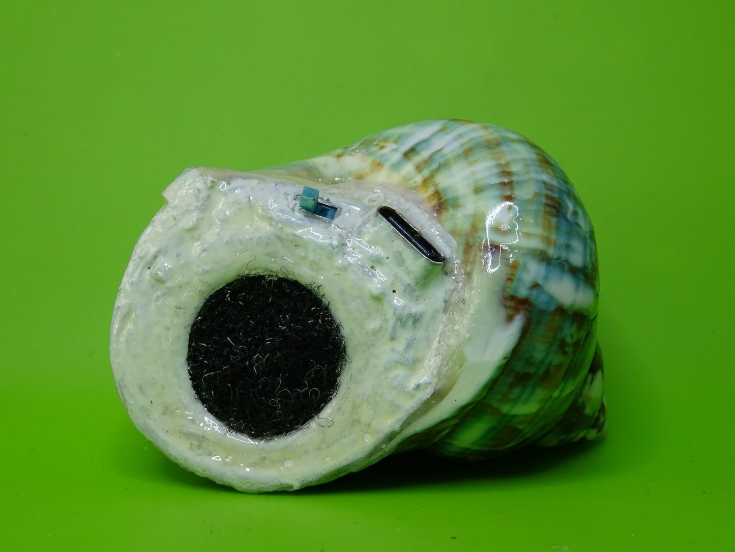 Conchiglia sonora liscia G1