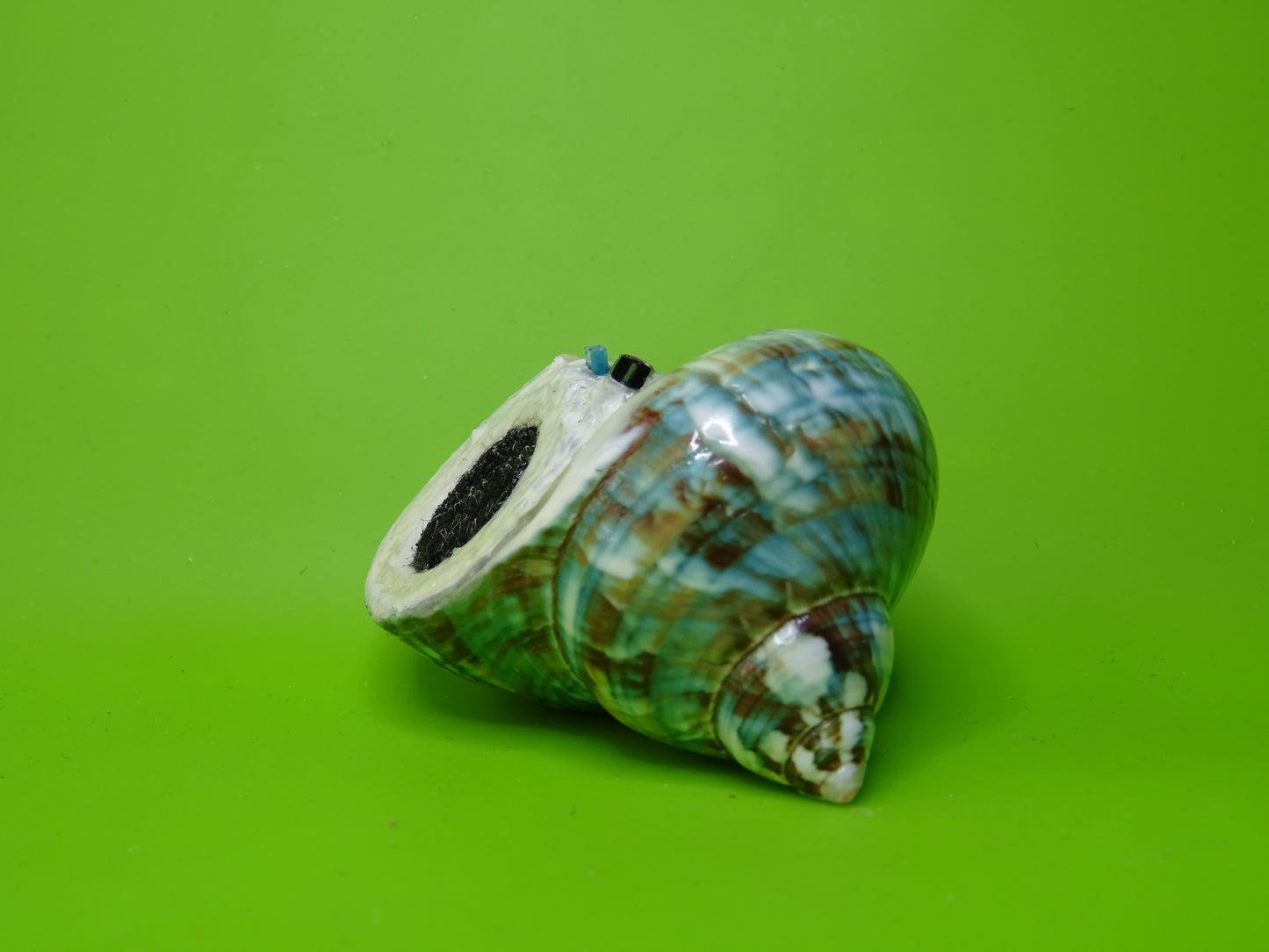 Conchiglia sonora liscia G1