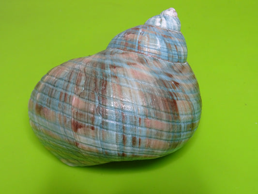 Conchiglia sonora liscia G2