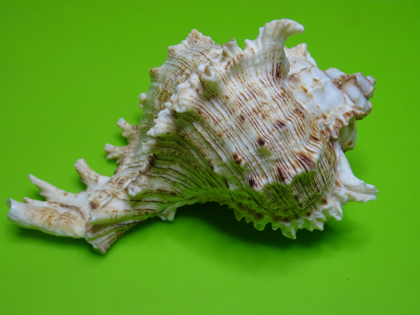 Conchiglia sonora Mille Mani