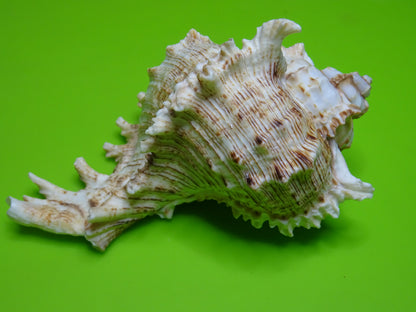 Conchiglia sonora Mille Mani