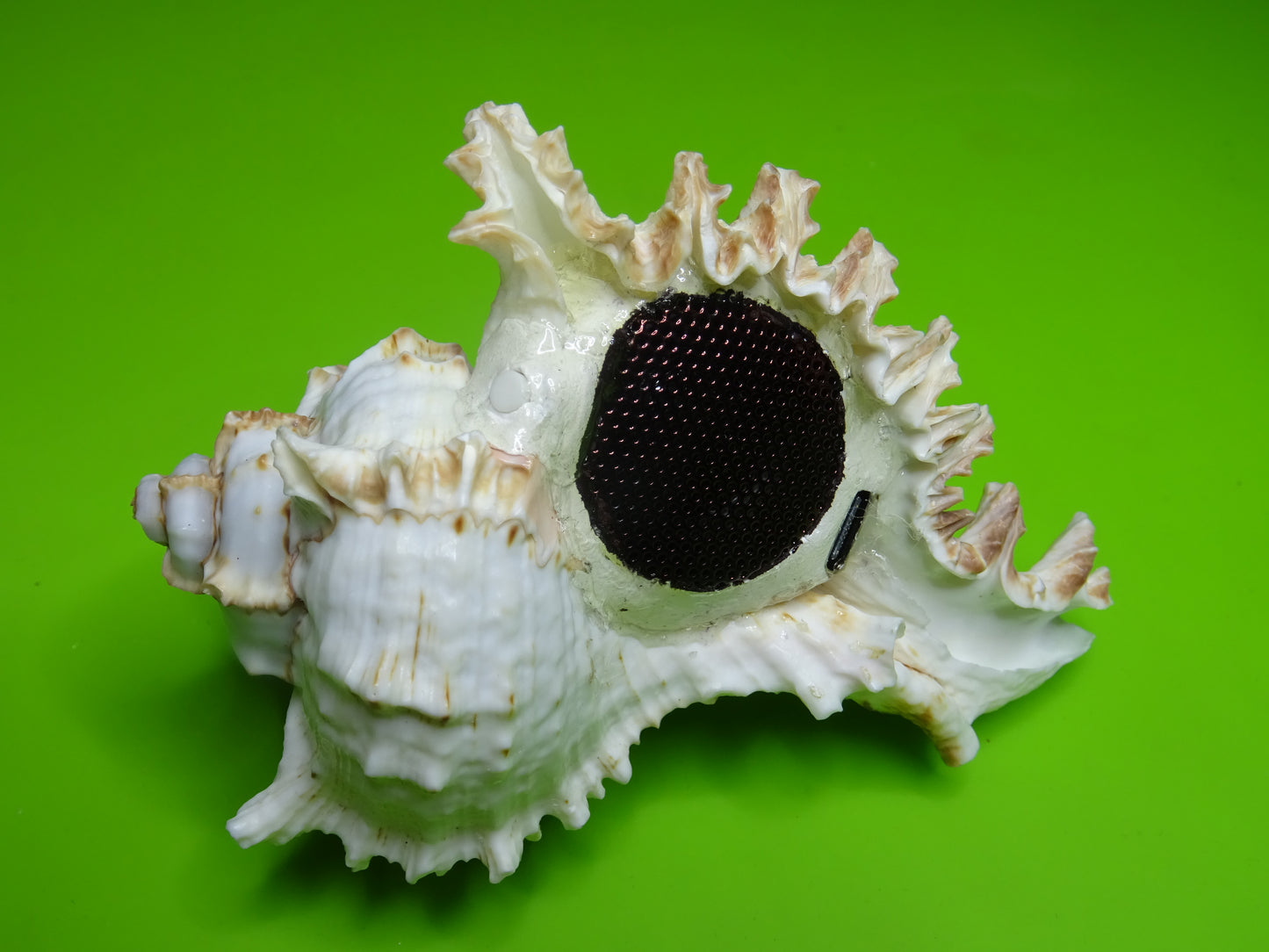 Conchiglia sonora Mille Mani