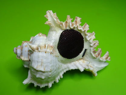 Conchiglia sonora Mille Mani