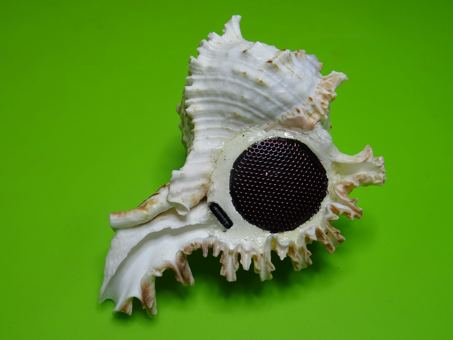 Conchiglia sonora Mille Mani