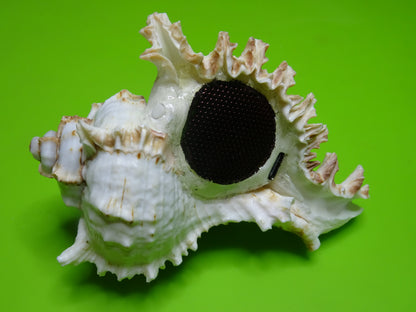 Conchiglia sonora Mille Mani