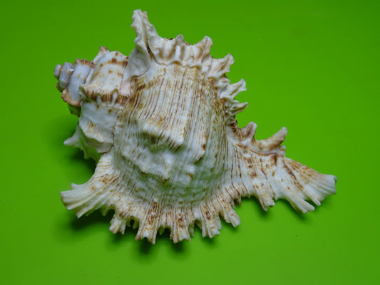Conchiglia sonora Mille Mani