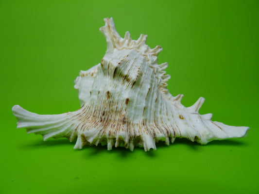 Conchiglia sonora Mille Mani