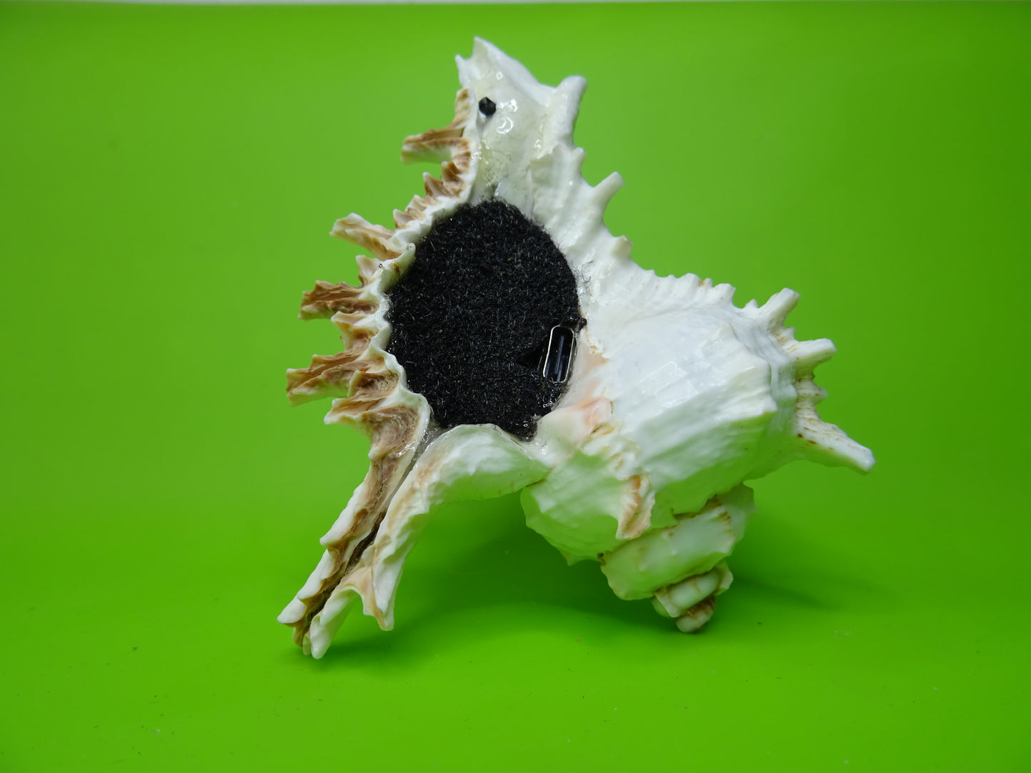 Conchiglia sonora Mille Mani