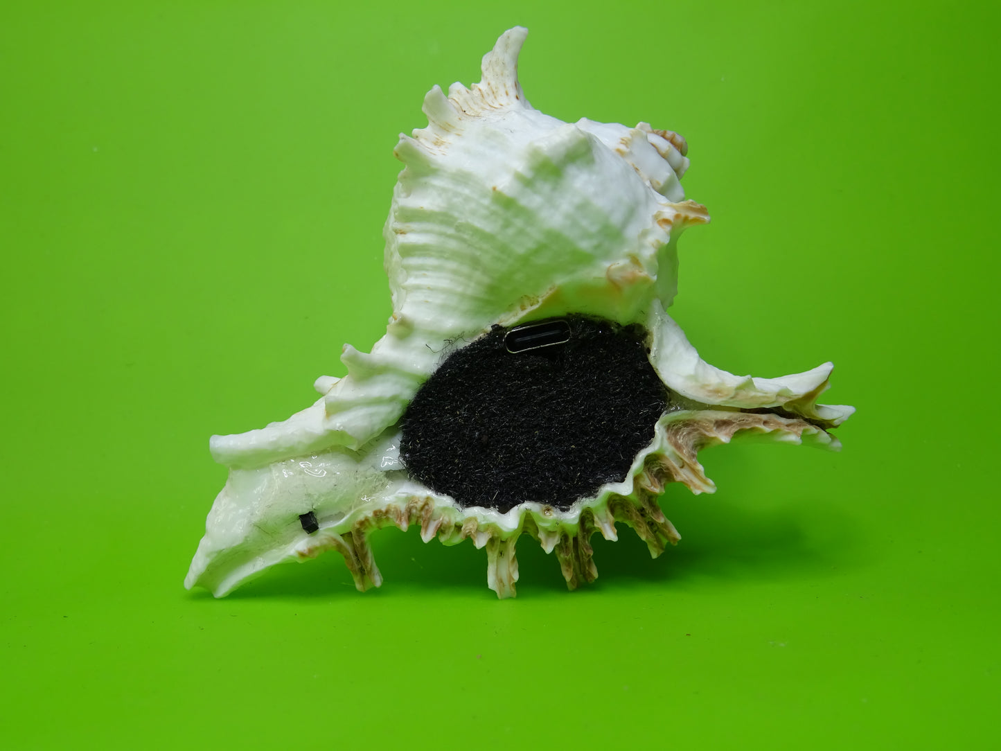 Conchiglia sonora Mille Mani