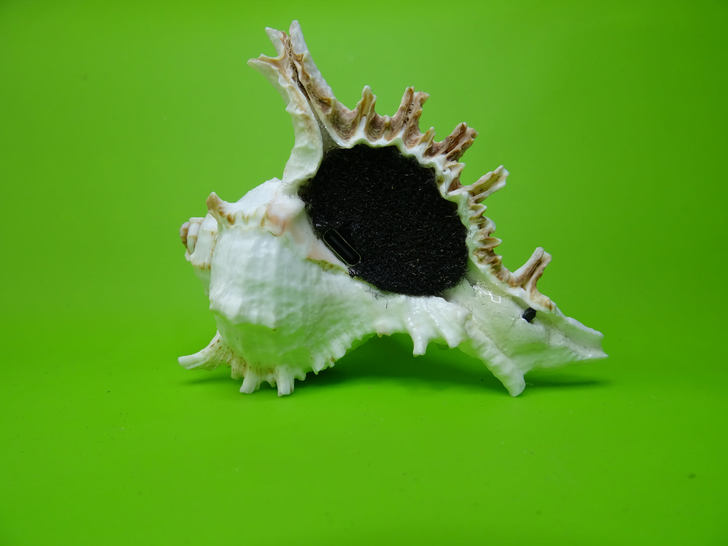 Conchiglia sonora Mille Mani