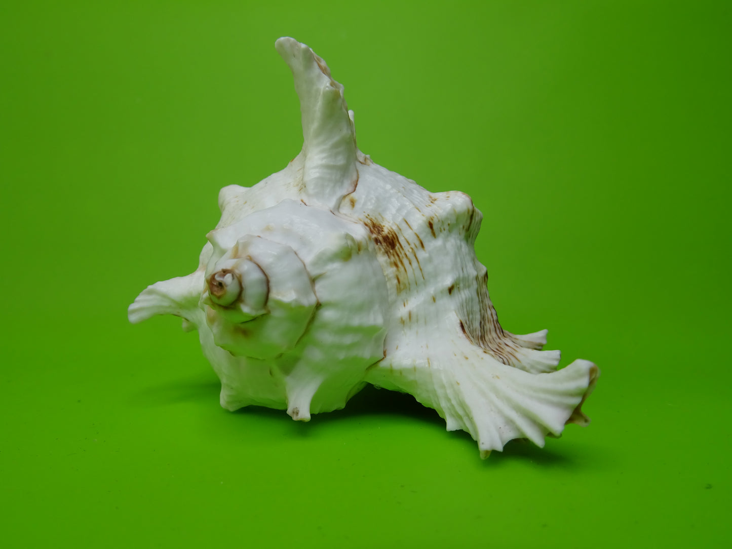 Conchiglia sonora Mille Mani