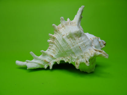 Conchiglia sonora Mille Mani