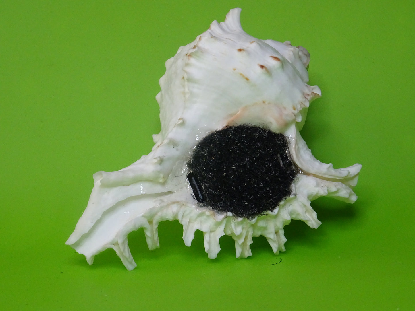 Conchiglia sonora Mille Mani