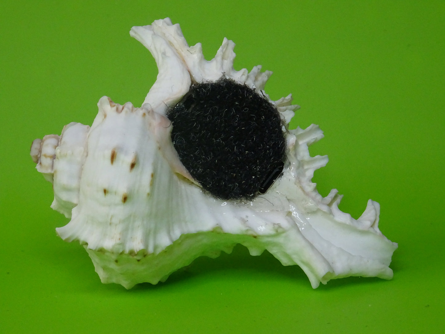 Conchiglia sonora Mille Mani