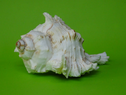 Conchiglia sonora Mille Mani