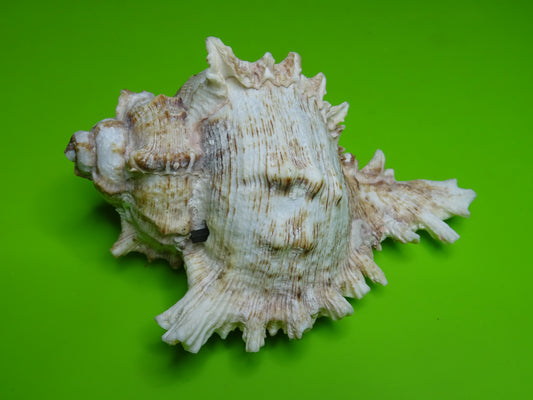 Conchiglia sonora Mille Mani